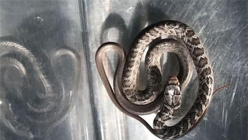 Hành khách hốt hoảng phát hiện mình đang đi du lịch.. cùng rắn