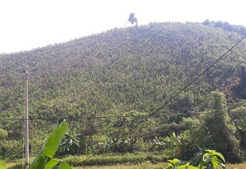 Hình ảnh: Người dân Yên Bái thu nhập hàng trăm tỷ đồng từ cây quế