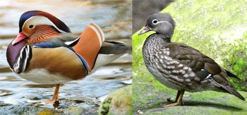 Kỳ lạ những loài vật con đực đỏm dáng hơn con cái