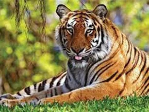 Những điều ít biết về loài hổ gây tò mò