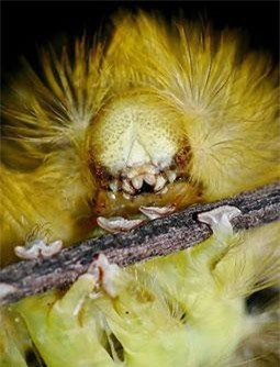 Những loài côn trùng kinh khủng chỉ cần nhìn cũng muốn ngất