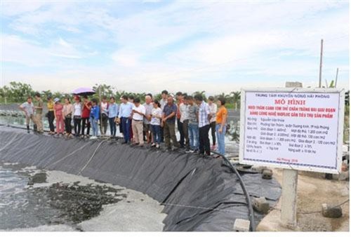 Nuôi tôm thẻ chân trắng bằng công nghệ Biofloc, lãi gần 1 tỷ đồng/ha