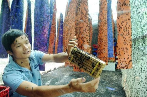 TP.HCM: Bỏ nghề kỹ sư về quê nuôi ruồi, chàng trai 9X kiếm gần trăm triệu/tháng