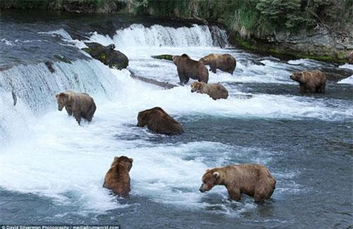 Tận mục gấu nâu thưởng thức tiệc cá hồi dưới sông