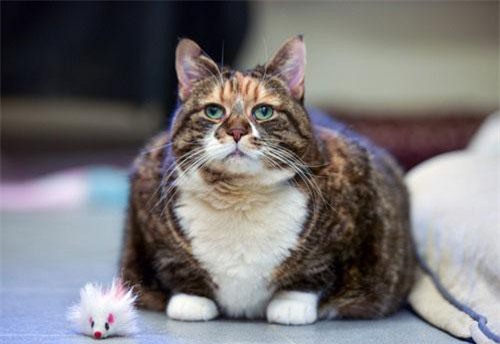 Thu mới chớm, động vật đã vội 'tích mỡ' cho mùa đông?