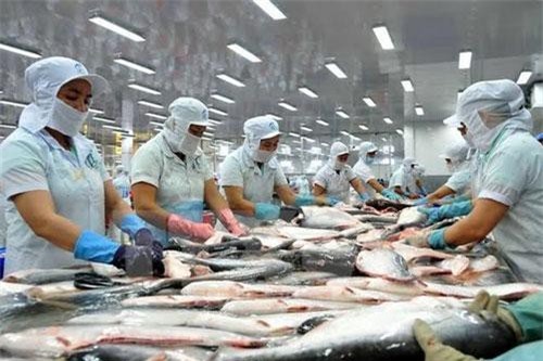 Triển vọng lớn với nuôi cá tra hữu cơ