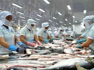 Triển vọng lớn với nuôi cá tra hữu cơ