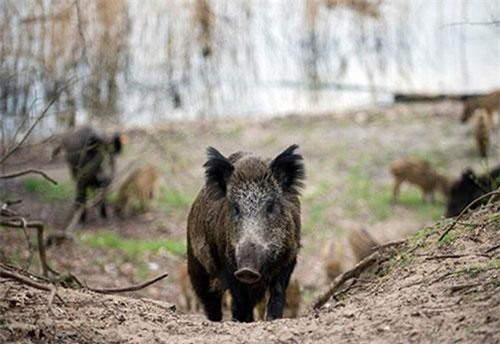 Tưởng săn lợn rừng, sững người con trai gây bi kịch thảm khốc