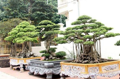 Vườn siêu cây trị giá gia tài cả chục triệu USD của đại gia đất Tổ