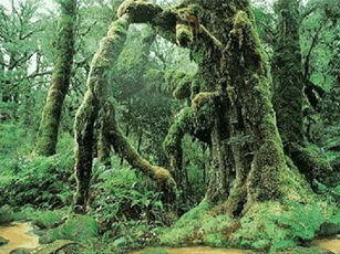 5 câu chuyện đáng sợ về những cây bị nguyền rủa