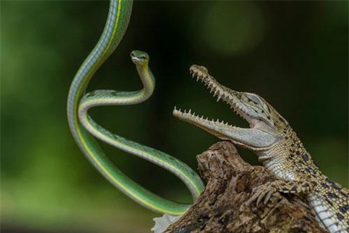 Ảnh động vật ấn tượng: Cá sấu đối đầu rắn xanh