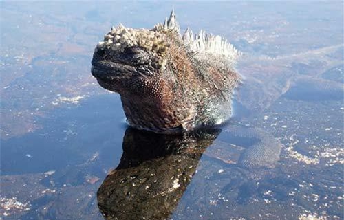 Bí ẩn về quái vật khổng lồ ở vùng biển Cát Bà