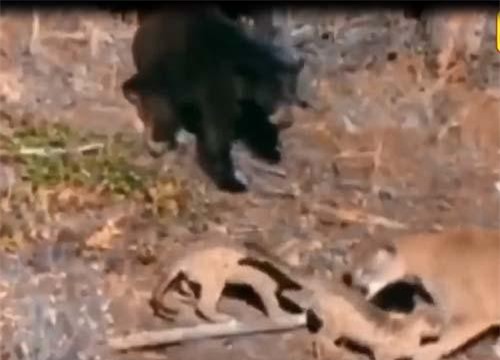 CLIP: Bắt nạt báo con, gấu đen bị đánh 'sấp mặt'