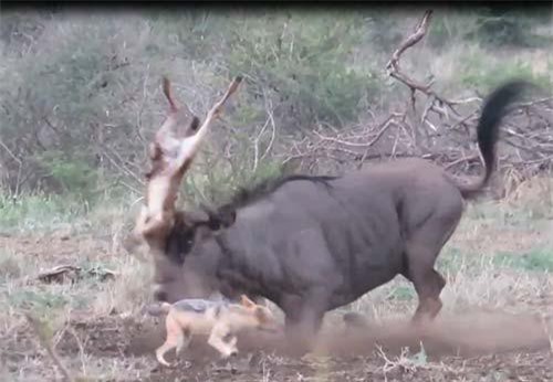 CLIP: Hành động vụng về khiến linh dương mẹ phải ân hận