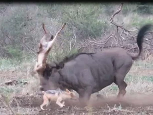 CLIP: Hành động vụng về khiến linh dương mẹ phải ân hận