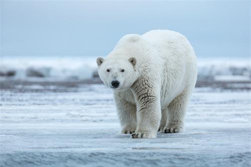 CLIP: Top 5 loài động vật săn mồi nguy hiểm nhất Bắc Cực
