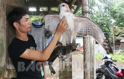 'Cao thủ' thuần phục sát thủ trên không: Vất vả hơn cả nuôi con