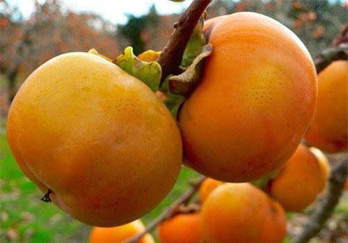 Chế biến loạt món ngon đặc sắc từ quả hồng giòn mùa thu có nhiều