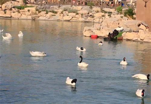 Chiêm ngưỡng các loài vật hoang dã tại vườn thú mở đầu tiên ở Nha Trang