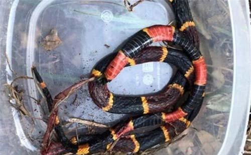 Chú chó pitbull xả thân bảo vệ chủ khỏi rắn san hô