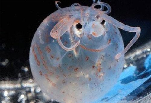 C&#x1B0; d&#xE2;n m&#x1EA1;ng ph&#xE1;t s&#x1ED1;t v&#xEC; &#x27;con lai&#x27; c&#x1EE7;a &#x27;t&#xEC;nh y&#xEA;u kh&#xF4;ng bi&#xEA;n gi&#x1EDB;i&#x27; gi&#x1EEF;a m&#x1EF1;c v&#xE0; heo