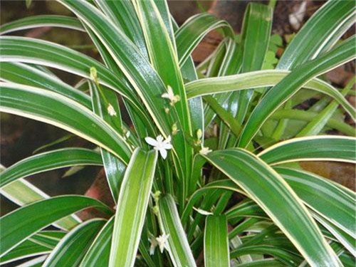 Điểm qua top 5 bùa chú gây kinh hoàng nhất thế giới hiện đại