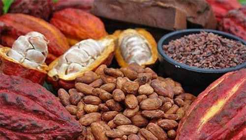 Giá ca cao quay đầu tăng dịp đầu tháng 10