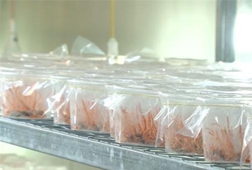 Hà Nội: 'Người đẹp' 8x thu chục tỷ đồng/năm nhờ nuôi trồng đông trùng hạ thảo