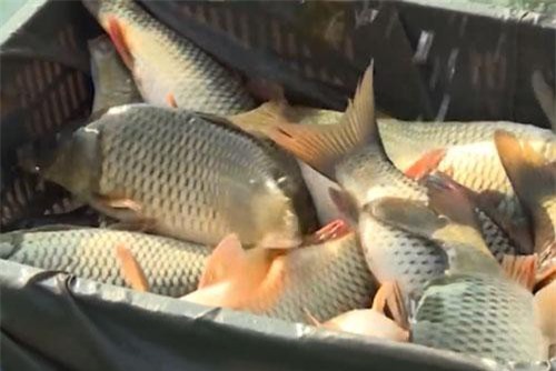 Hải Dương: Đút túi 1 tỷ đồng/năm nhờ nuôi cá theo công nghệ Thái Lan