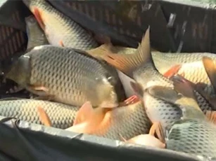 Hải Dương: Đút túi 1 tỷ đồng/năm nhờ nuôi cá theo công nghệ Thái Lan