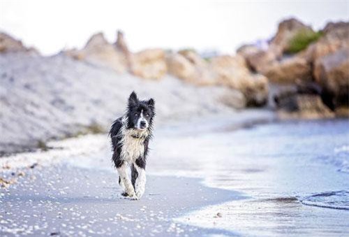 Hành trình tìm đường về nhà của chú chó mất tích