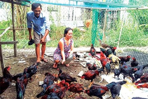 Khuyến cáo chuyển đổi vật nuôi khi chưa hết dịch tả heo châu Phi