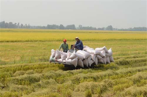 Kiên Giang: Xây dựng cánh đồng lớn sản xuất lúa 75.000 ha