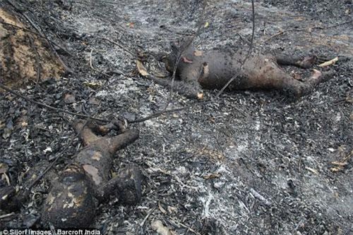 Kinh hoàng cảnh mẹ con đười ươi bị thiêu khét lẹt