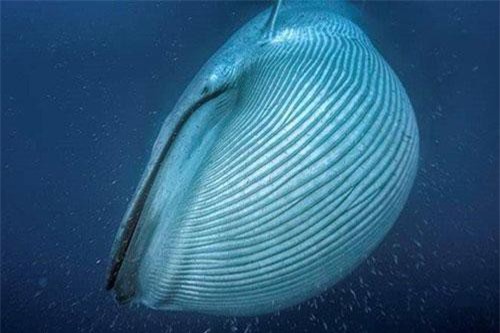 Lo&#xE0;i &#x111;&#x1ED9;ng v&#x1EAD;t l&#x1EDB;n nh&#x1EA5;t tr&#xEA;n Tr&#xE1;i &#x110;&#x1EA5;t, n&#x1EB7;ng t&#x1EDB;i 180 t&#x1EA5;n