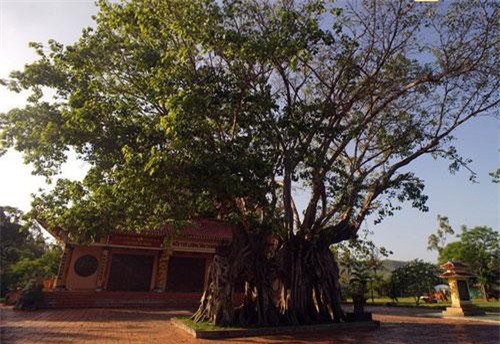 Ngắm cây bồ đề cổ thụ hình thù độc lạ bậc nhất Việt Nam