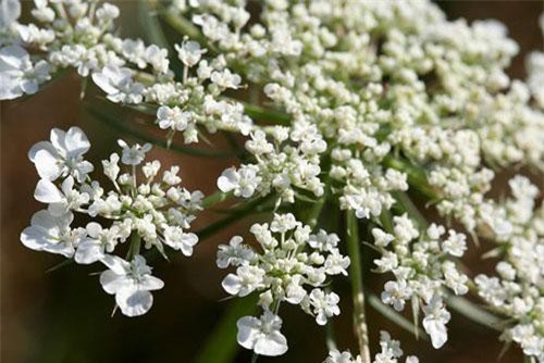 Những chất độc lạ lùng trong lịch sử nhân loại