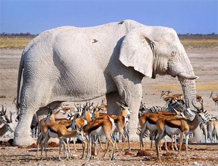 Những động vật bạch tạng hiếm nhất thế giới