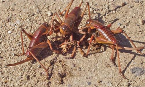 Nh&#x1EEF;ng &#x111;&#x1ED9;ng v&#x1EAD;t nguy hi&#x1EC3;m c&#xF3; th&#x1EC3; gi&#x1EBF;t b&#x1EA1;n trong m&#x1ED9;t &#x27;n&#x1ED1;t nh&#x1EA1;c&#x27;