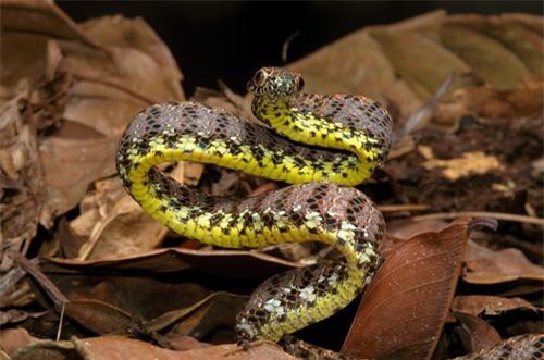 Những loài rắn kỳ dị nhất thế giới tại Việt Nam