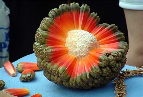 Soi những loại quả độc dị nhất trên thế giới
