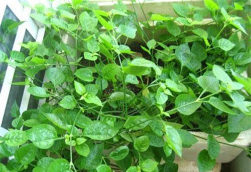 Tác dụng chữa bệnh cực bất ngờ của rau ngót Nhật