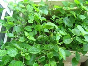 Tác dụng chữa bệnh cực bất ngờ của rau ngót Nhật