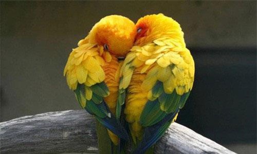 Top 10 động vật nói không với chuyện 'ngoại tình'