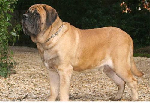 Top 10 giống chó có thân hình 'khủng' nhất thế giới
