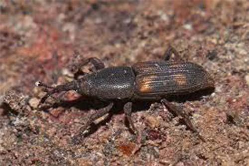 Xuất hiện bọ 'vòi voi' hại dừa ở Bến Tre