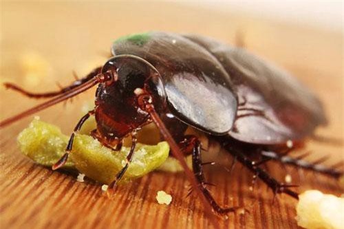 5 'chiêu' diệt gián nhanh chóng mà hiệu quả tức thì, không cần dùng đến hóa chất cả nhà vẫn sạch bong