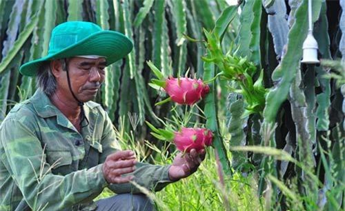 Bình Thuận: Thanh long VietGAP rộng đường xuất khẩu