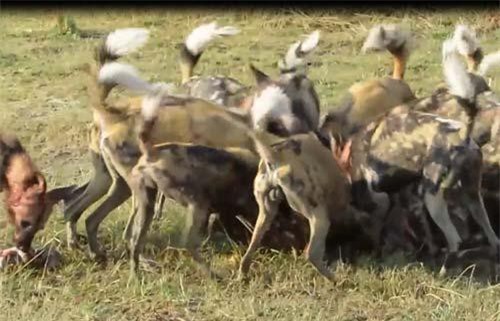 CLIP: Lợn bướu chết thảm khi đụng độ đàn chó hoang