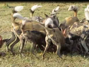 CLIP: Lợn bướu chết thảm khi đụng độ đàn chó hoang